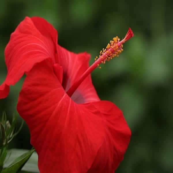 Hibiscus Oil Infused