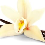 Vanilla Oil Infused