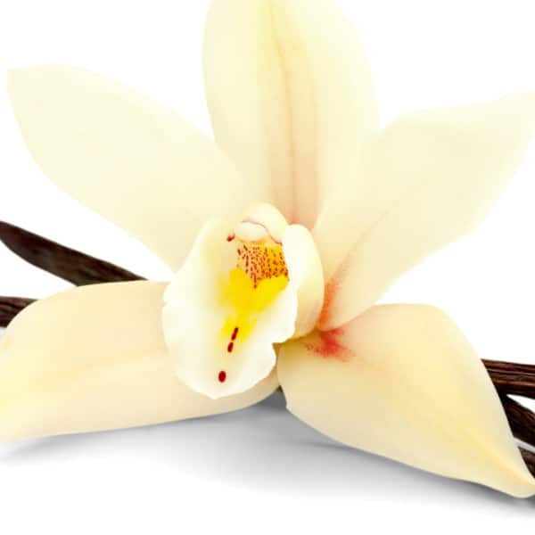 Vanilla Oil Infused