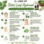 8 uses of betel leaf hydrosol