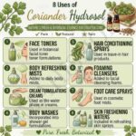 8 uses of coriander hydrosol