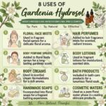 8 uses of gardenia hydrosol