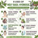 8 uses of holy basil hydrosol