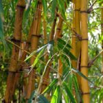 Bamboo Fragrance Oil