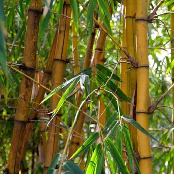 Bamboo Fragrance Oil