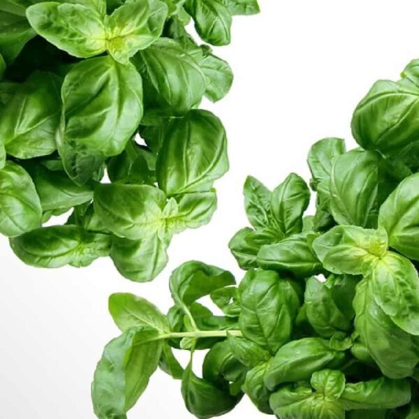 Basil Fragrance Oil