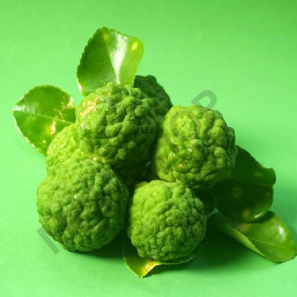 Bergamot Fragrance Oil