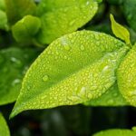Betel Leaf Hydrosol