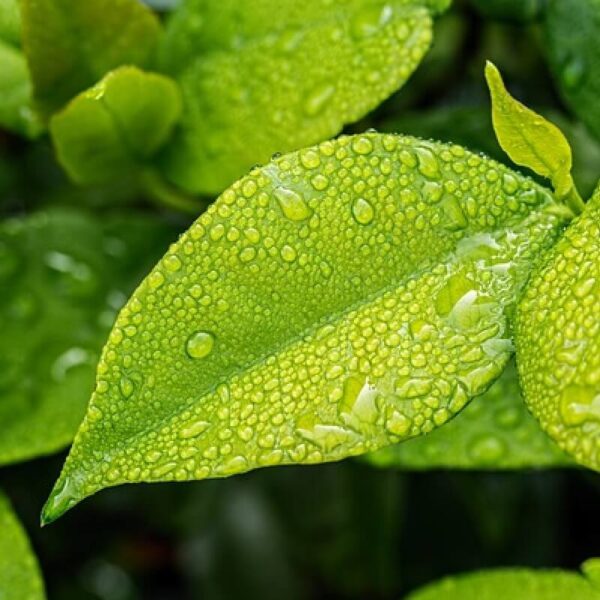 Betel Leaf Hydrosol