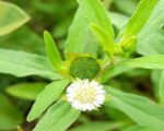 Bhringraj Oil Infused