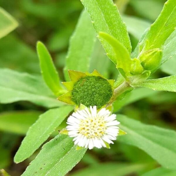 Bhringraj Oil Infused