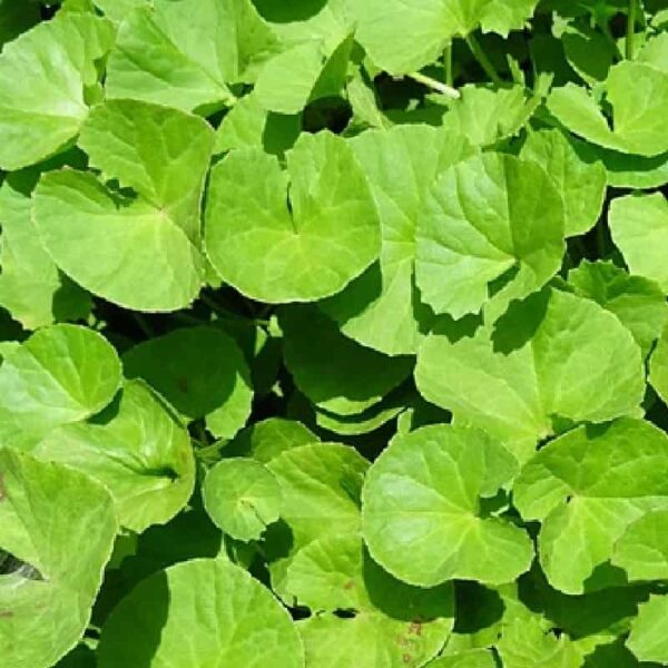 Brahmi Oil Infused