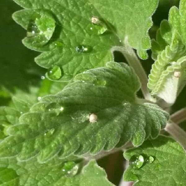 Catnip Hydrosol