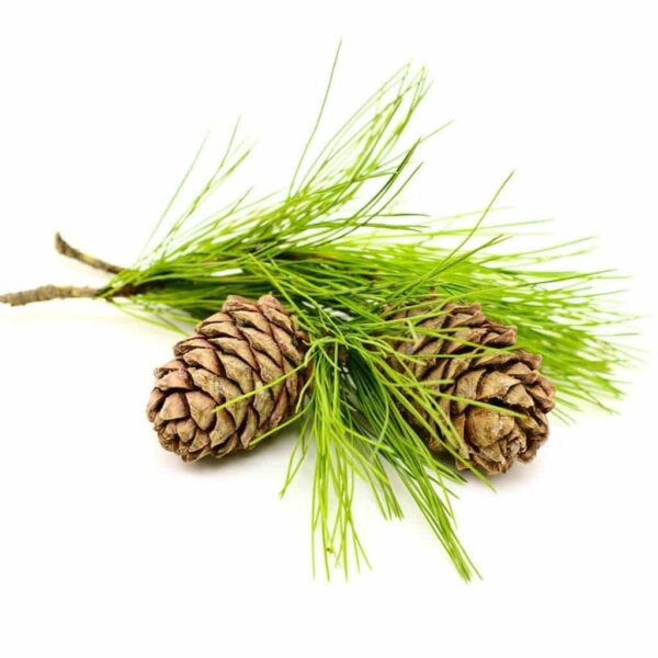 Cedarwood Fragrance Oil
