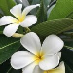 Champa Fragrance Oil