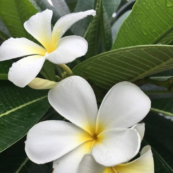 Champa Fragrance Oil