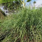 Citronella Hydrosol