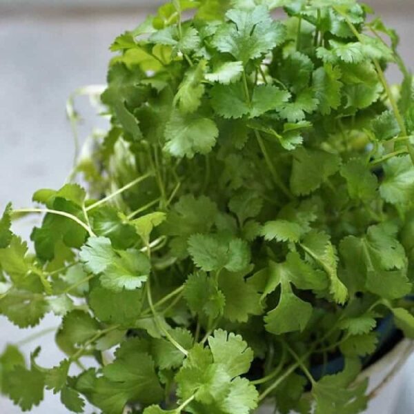 Coriander Hydrosol
