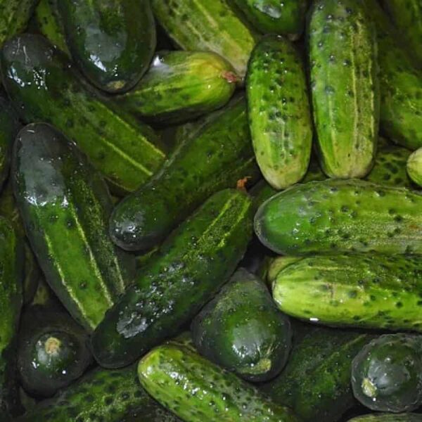 Cucumber Hydrosol