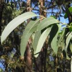 Eucalyptus Fragrance Oil