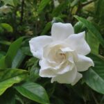 Gardenia Hydrosol