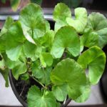 Gotu Kola Oil