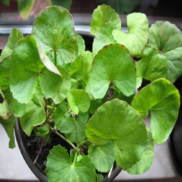 Gotu Kola Oil