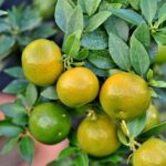 Grapefruit Fragrance Oil
