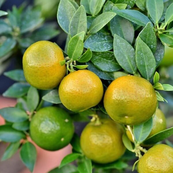 Grapefruit Fragrance Oil