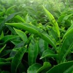 Green Tea Fragrance Oil