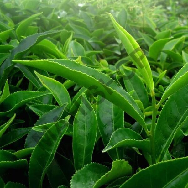 Green Tea Fragrance Oil
