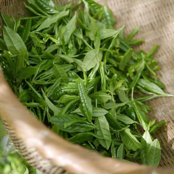 Green Tea Oil