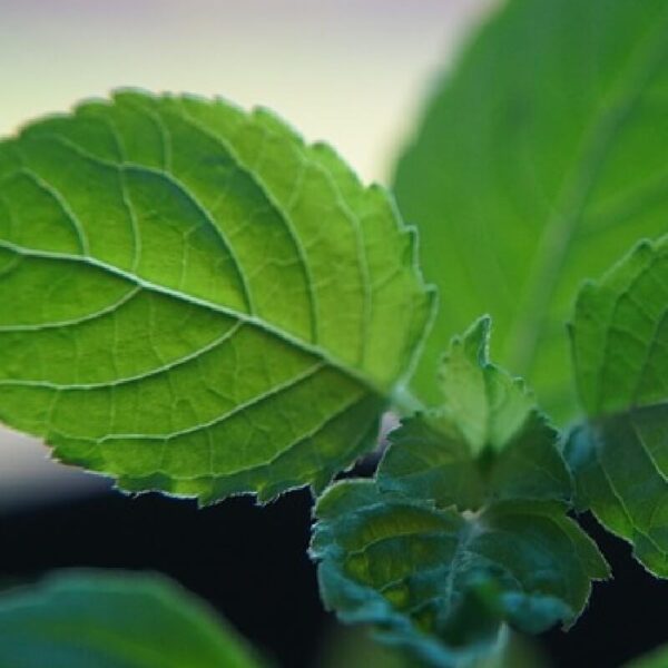Holy Basil Hydrosol