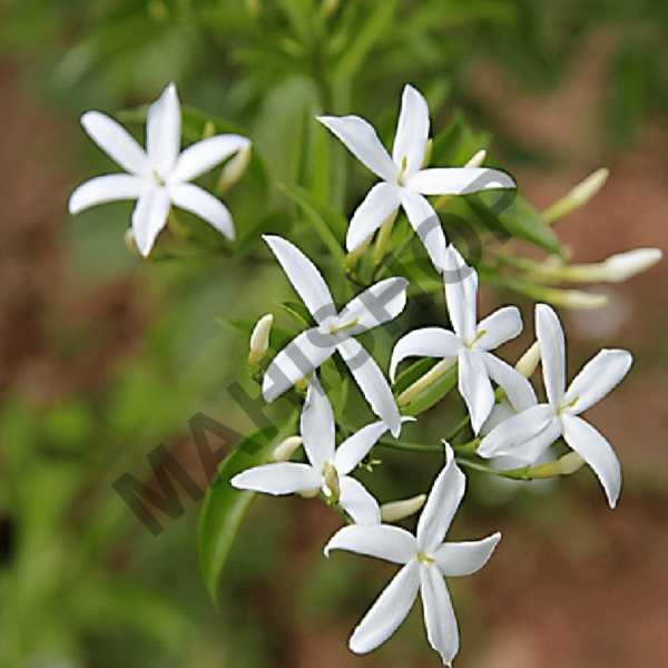 Jasmine Hydrosol