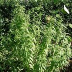 Lemon Verbena Hydrosol