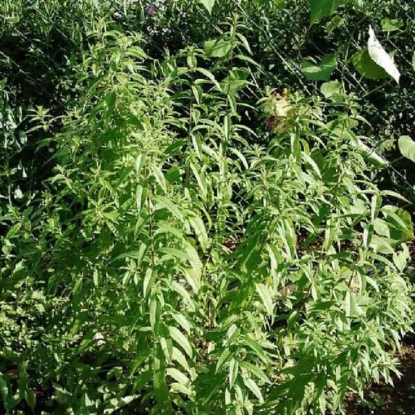 Lemon Verbena Hydrosol