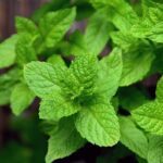 Mint Fragrance Oil