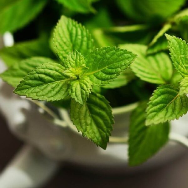 Organic Peppermint Oil