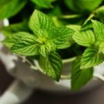 Peppermint Fragrance Oil