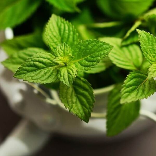 Peppermint Fragrance Oil