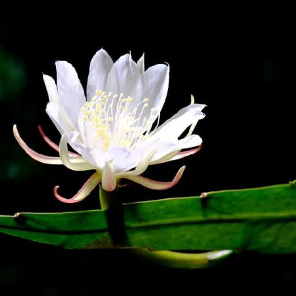 Raat Rani Fragrance Oil