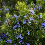 Rosemary Infused Oil