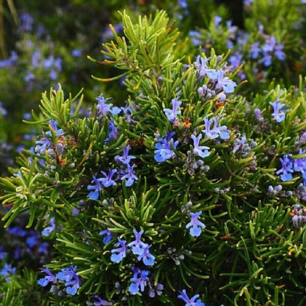 Rosemary Infused Oil