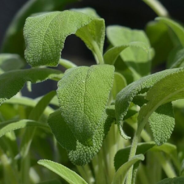 Sage Hydrosol