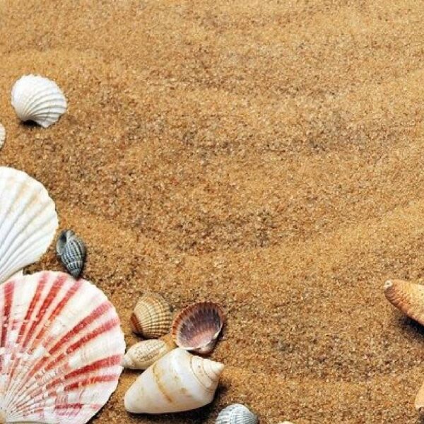 Seashore Fragrance Oil