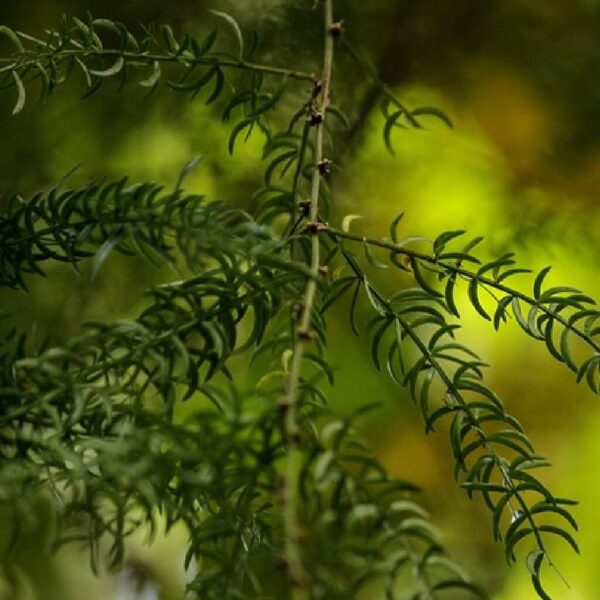 Shatavari Oil