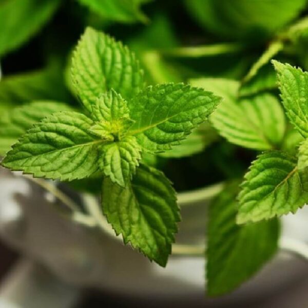 Spicy Mint Fragrance Oil