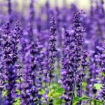 Spike Lavender Hydrosol
