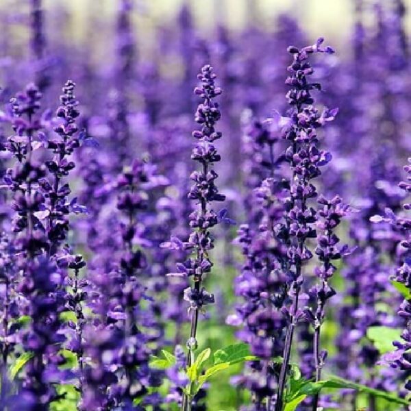 Spike Lavender Hydrosol