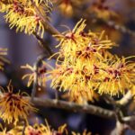Witch Hazel Oil
